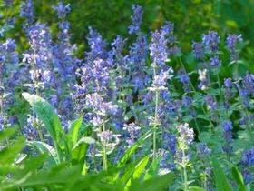 新富良野プリンスホテル