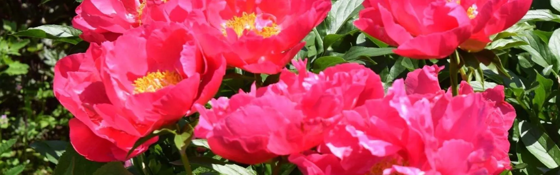 新富良野プリンスホテル
