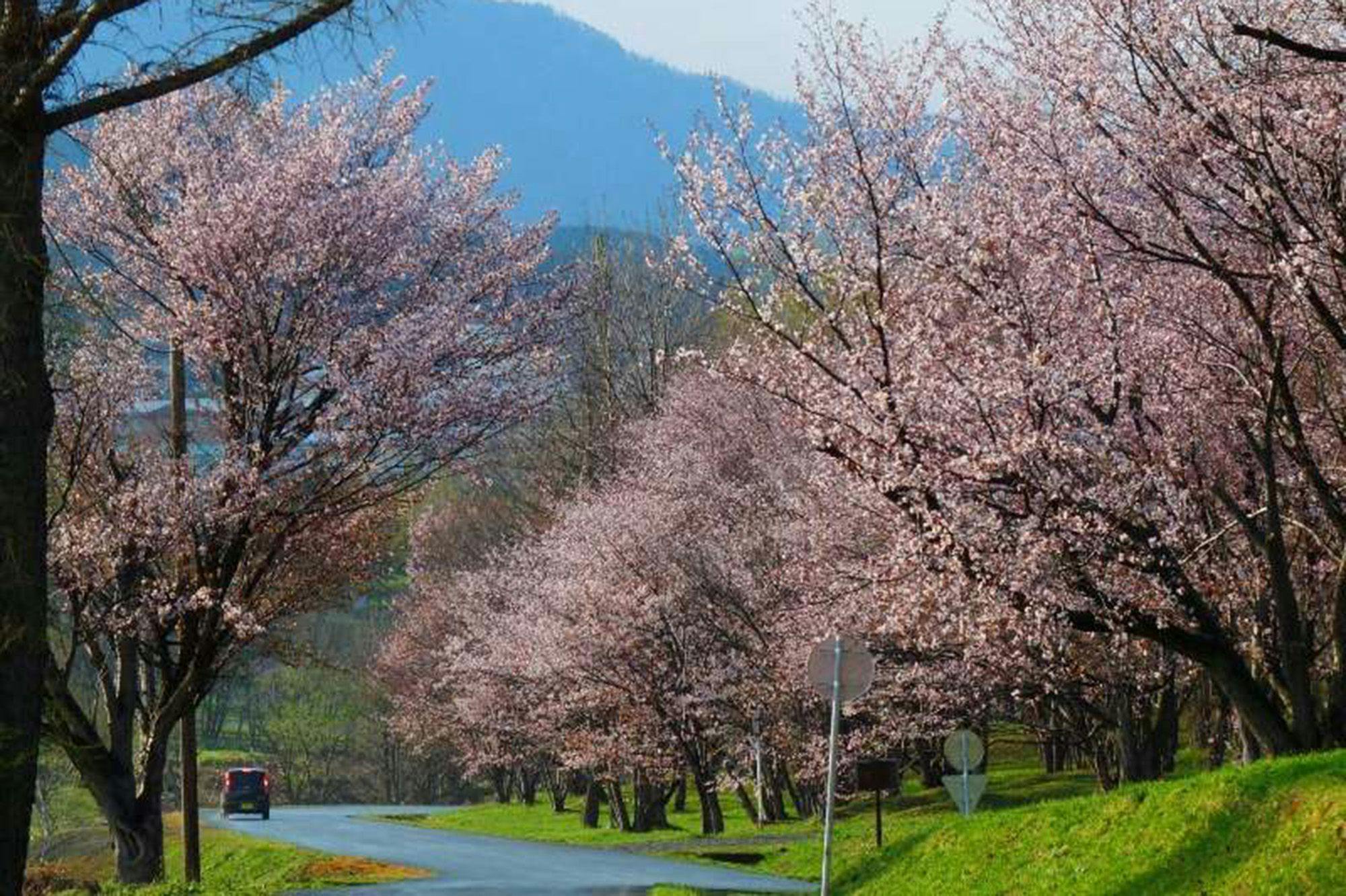 朝日ヶ丘総合公園の桜。ﾎﾃﾙから車で5分。
