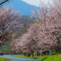 朝日ヶ丘総合公園の桜。ホテルから車で5分。