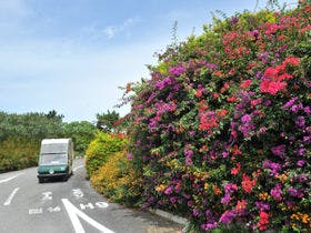 シギラベイサイドスイート アラマンダ