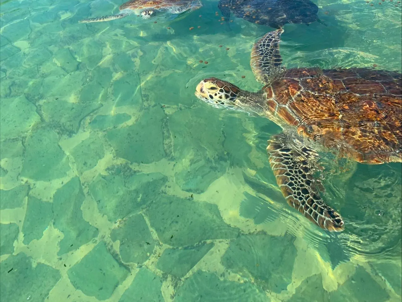 Shigira Bayside Suite Allamanda