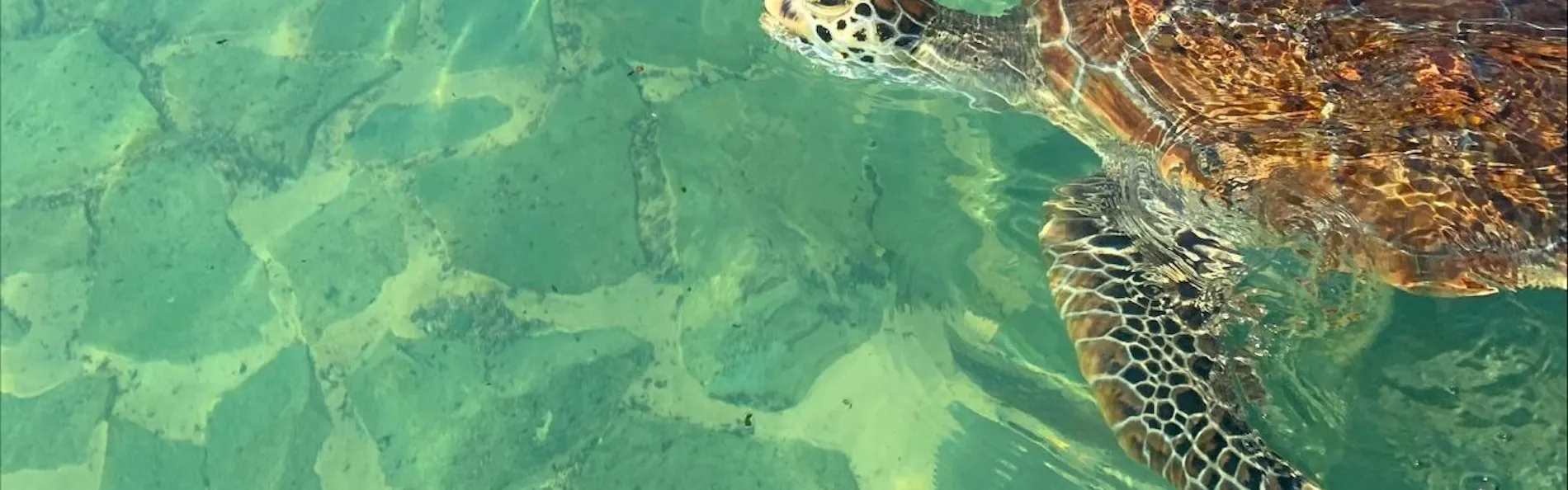 シギラベイサイドスイート アラマンダ