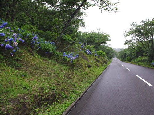 이즈오시마 수국 레인보우 라인의 모습