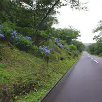 이즈오시마 수국 레인보우 라인의 모습