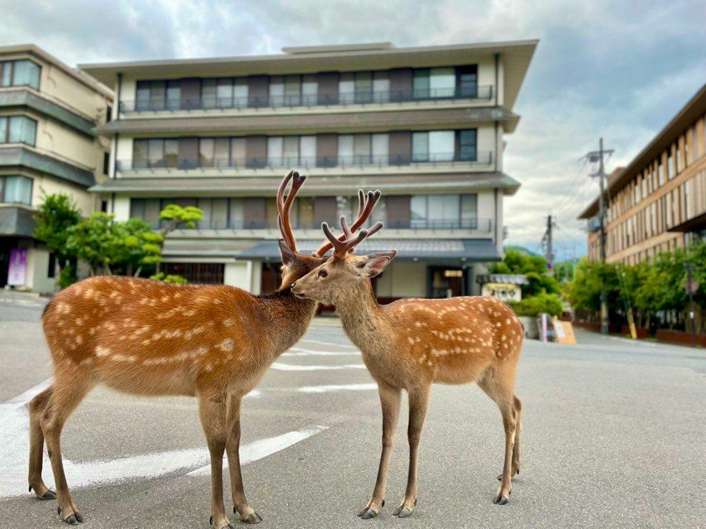 【素泊まり】-鹿さんたちがお出迎え-無料貸切風呂で癒しの気ままフリー旅/チェックイン21時OK
