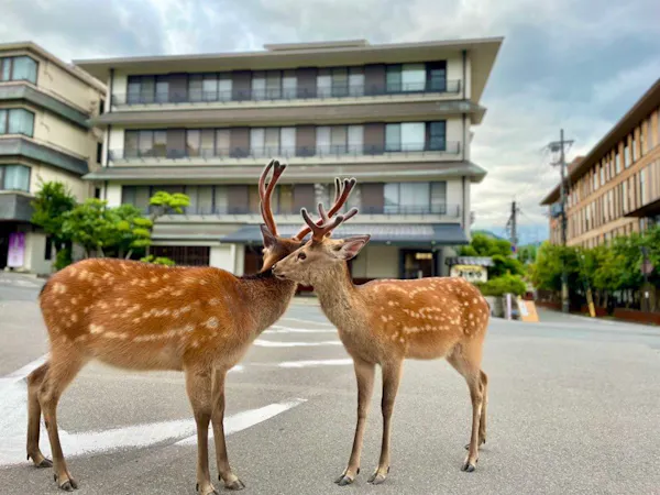 【素泊まり】-鹿さんたちがお出迎え-無料貸切風呂で癒しの気ままフリー旅/チェックイン21時OK