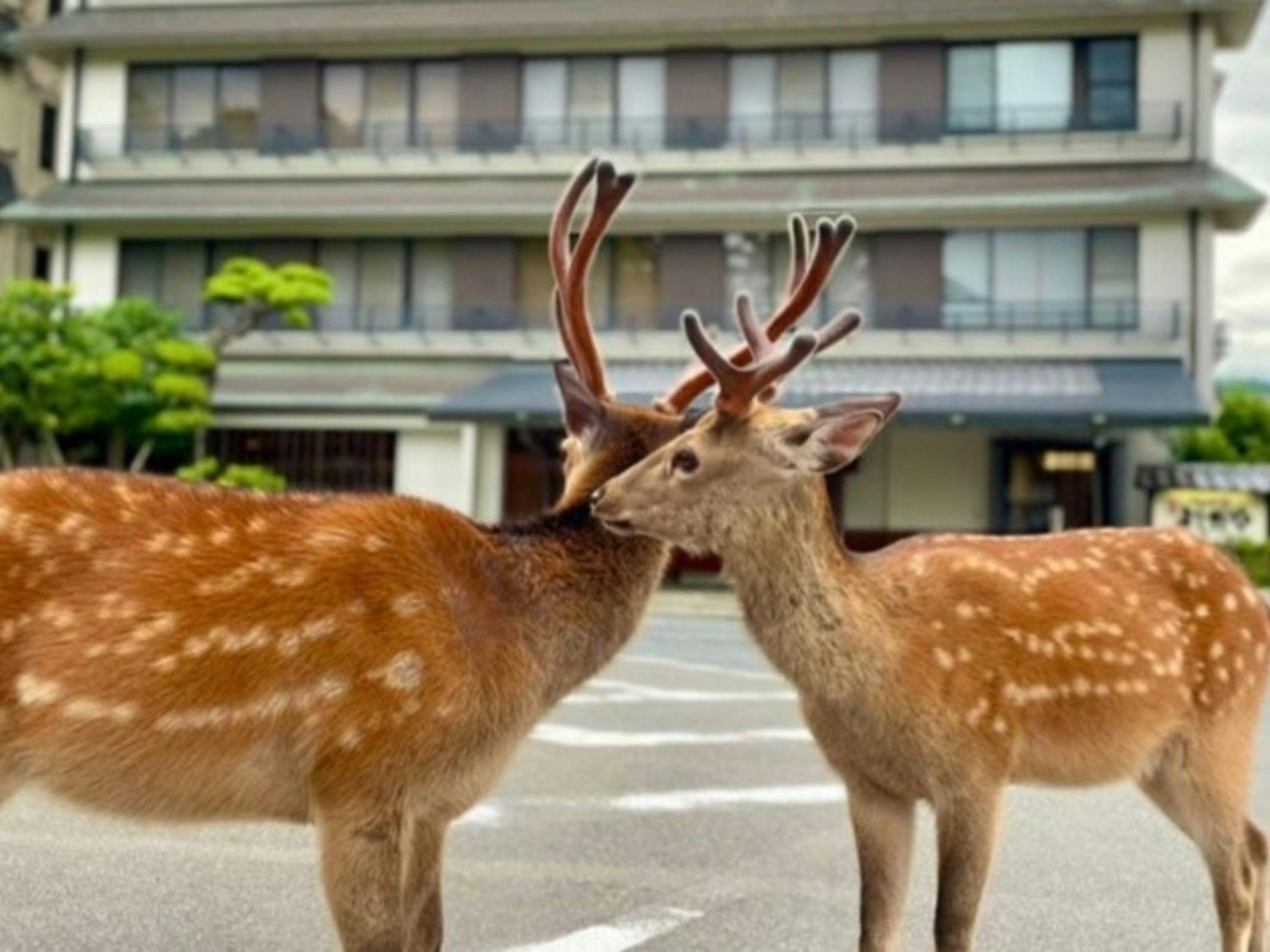 さるさわ池　よしだや