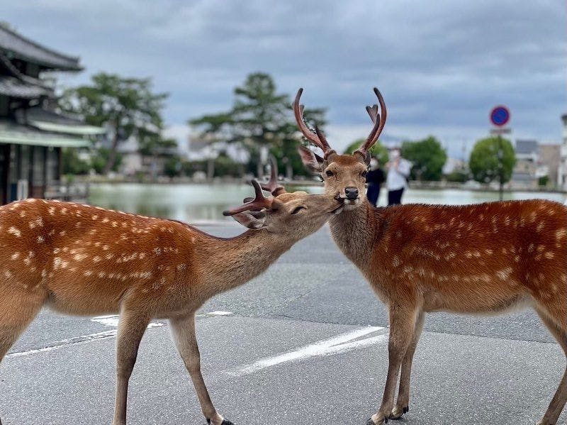 さるさわ池　よしだや