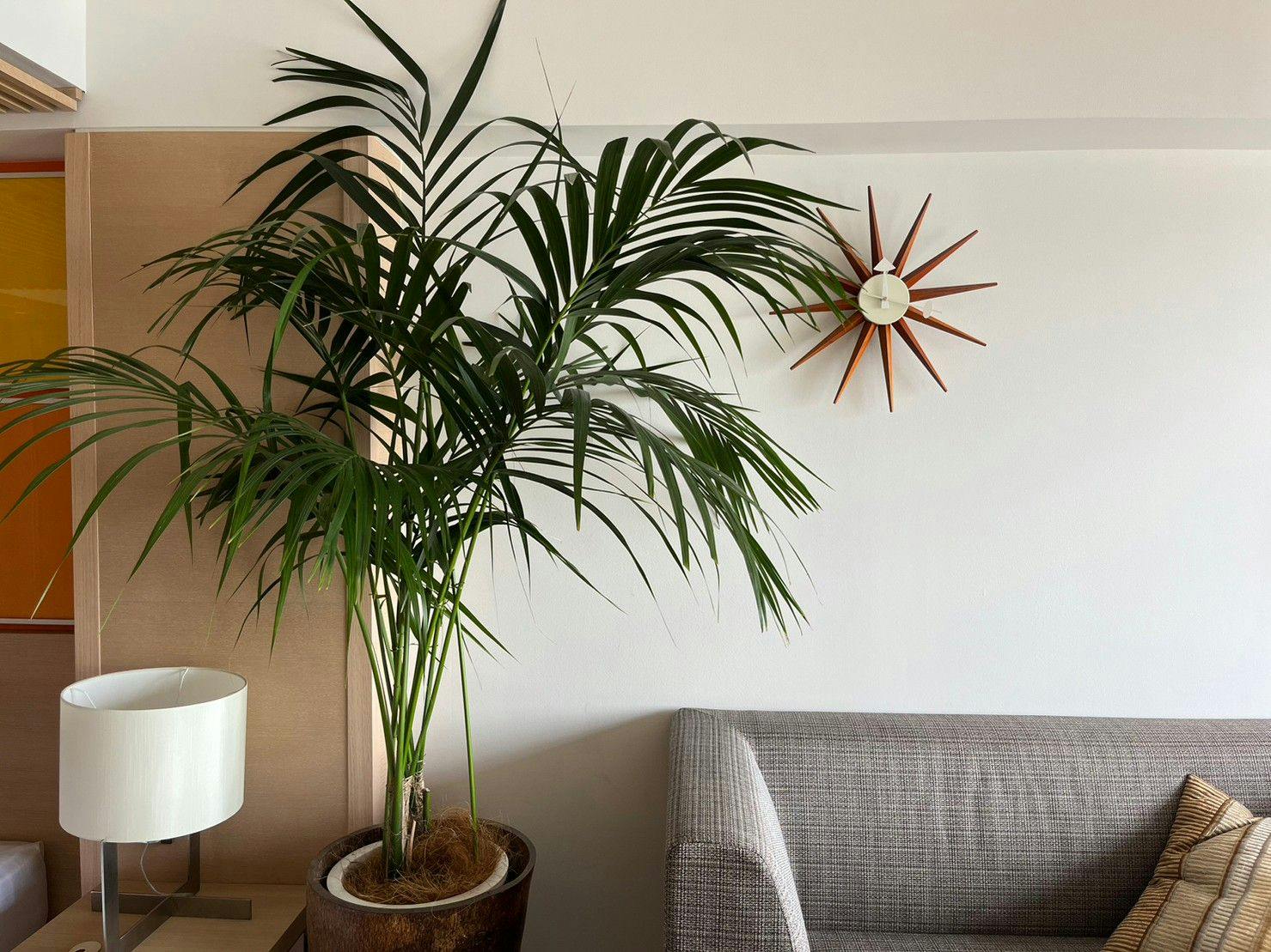 SCAPES THE SUITE