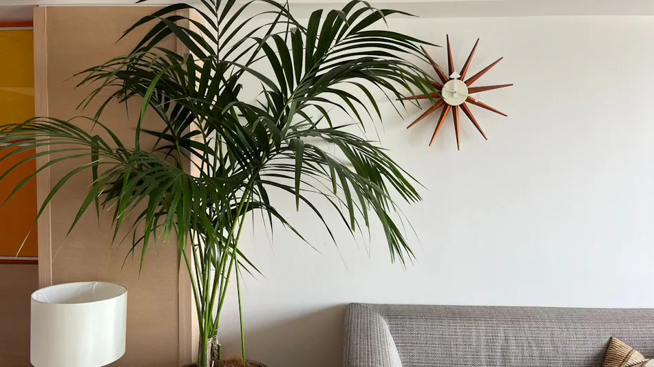 SCAPES THE SUITE