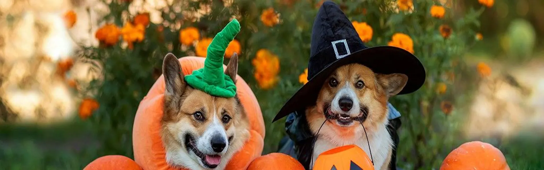 ホテルラフォーレ修善寺