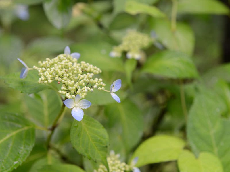はなれの宿　千の森