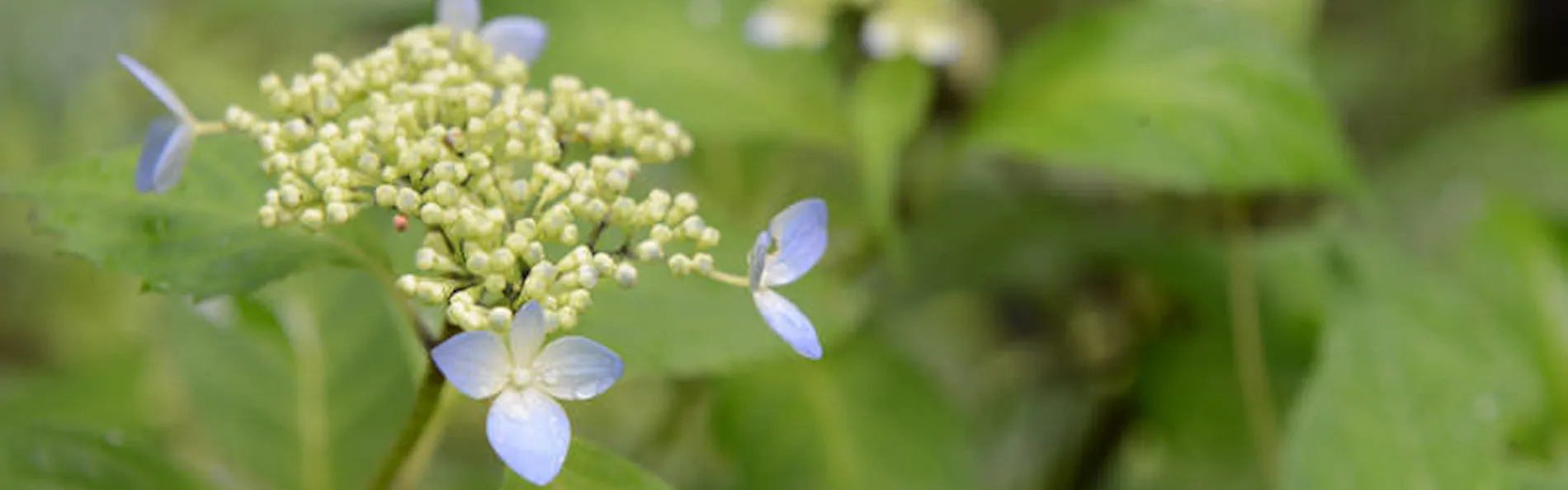 はなれの宿 千の森