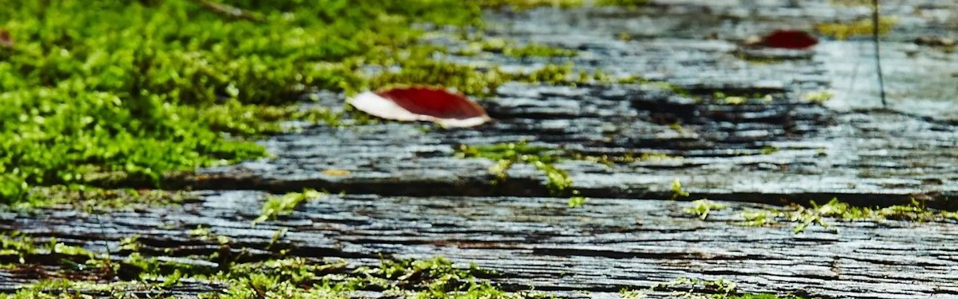 お宿 なごみ野