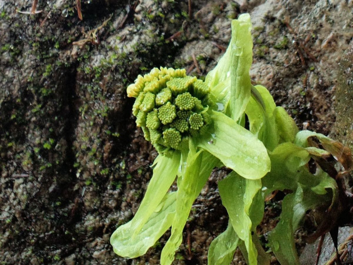 การมาถึงของฤดูใบไม้ผลิ (ประมาณกลางเดือนมีนาคม)
