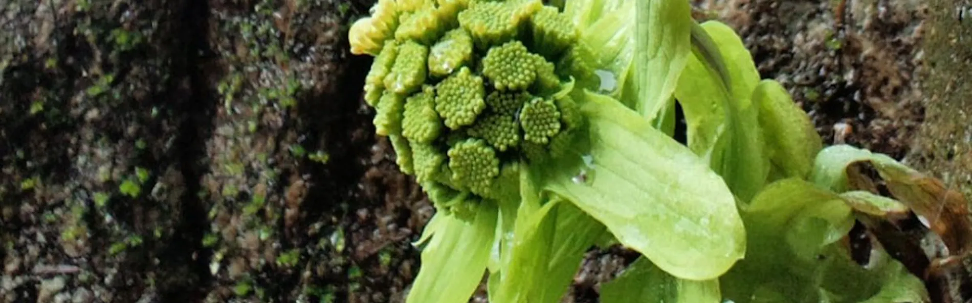 妙湶和樂 嵐渓荘