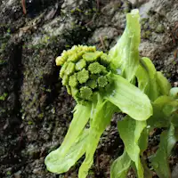 การมาถึงของฤดูใบไม้ผลิ (ประมาณกลางเดือนมีนาคม)