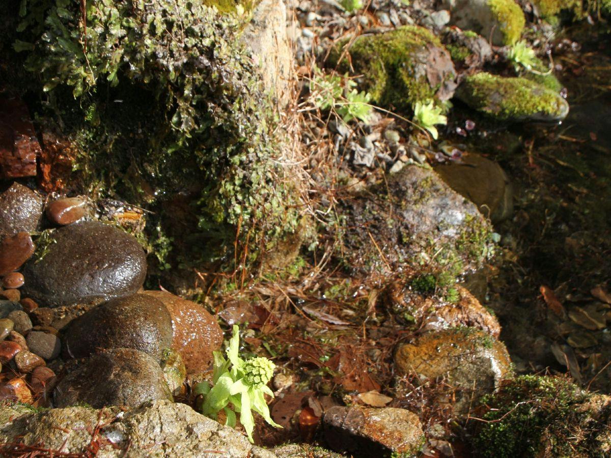 妙湶和樂　嵐渓荘