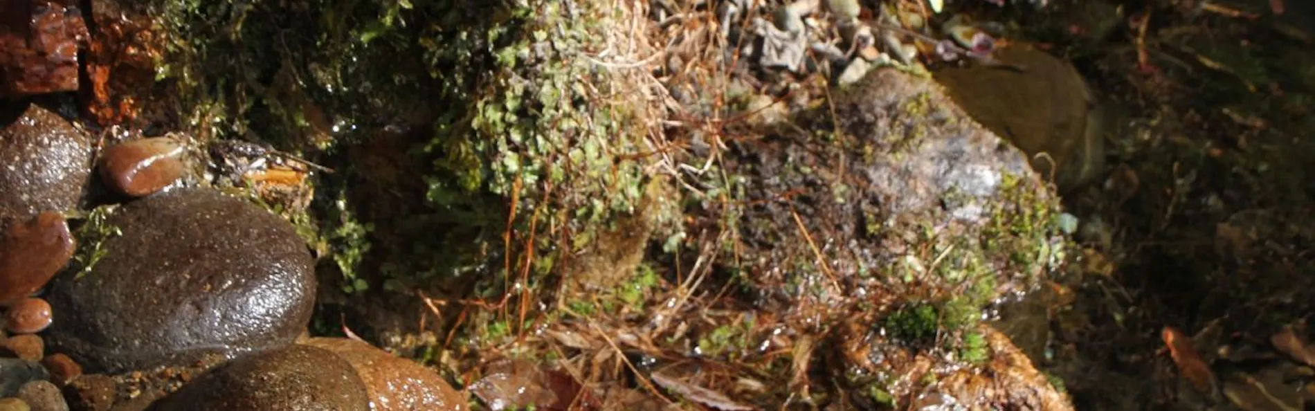 妙湶和樂 嵐渓荘
