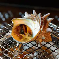 หอยสังข์ย่าง