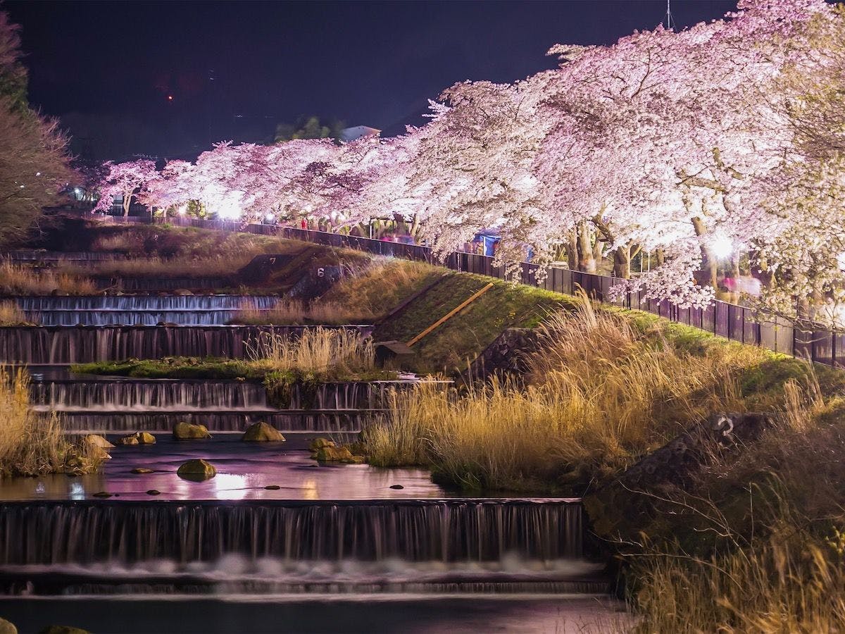 映照在河流中的宮城野櫻花