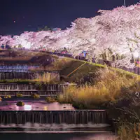 映照在河流中的宮城野櫻花
