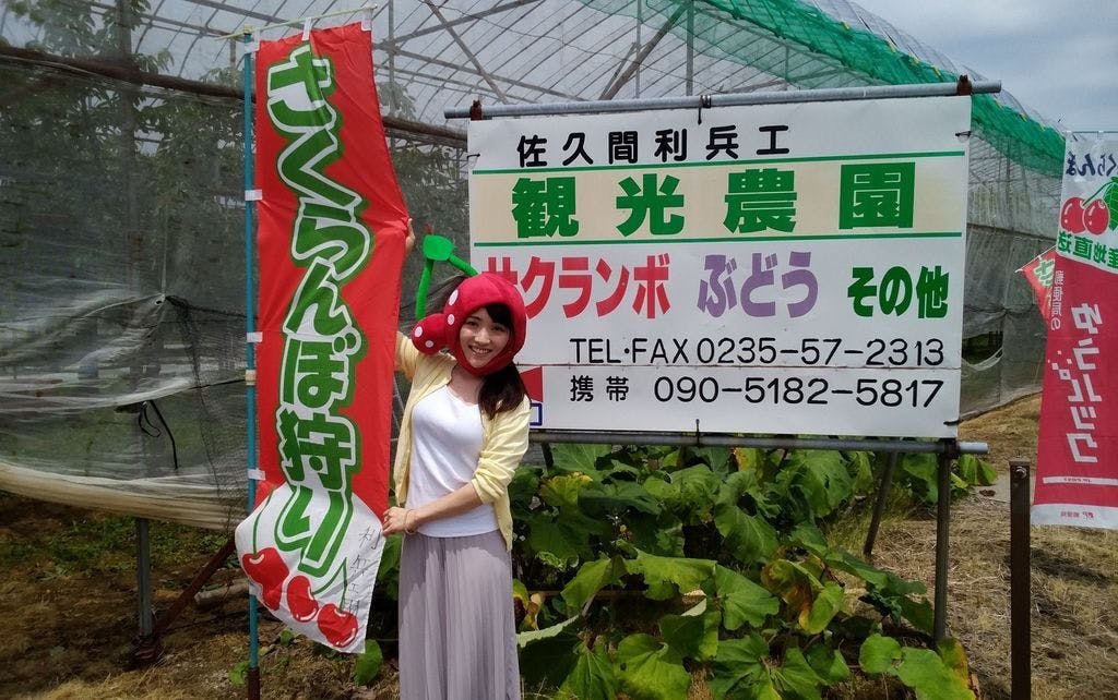 さくらんぼ狩り