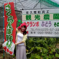 さくらんぼ狩り