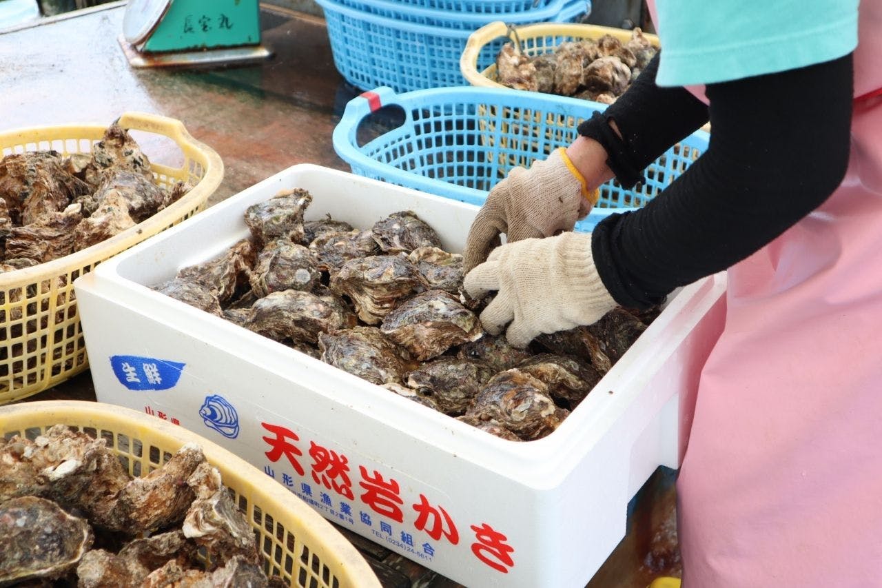 夏の庄内浜のイチオシ「天然岩牡蠣」