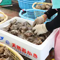 夏の庄内浜のイチオシ「天然岩牡蠣」