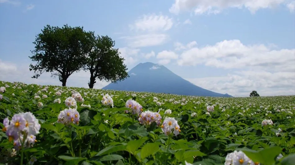 ONE NISEKO RESORT TOWERS