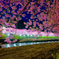 เดินเพียง 3 นาทีถึงซากุระคาวาซุที่มีแสงไฟ