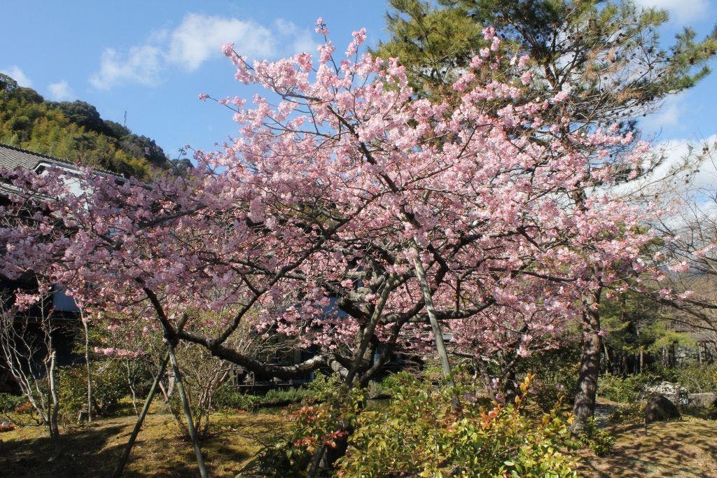 玉峰館