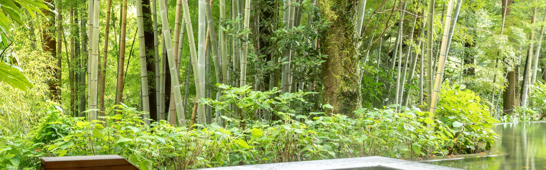金乃竹 塔ノ澤