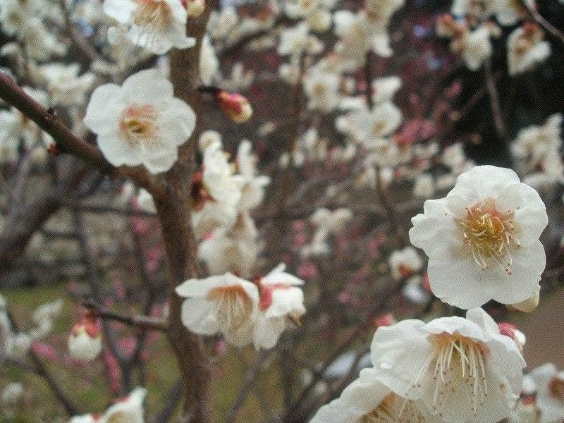 島崎藤村ゆかりの宿　伊藤屋