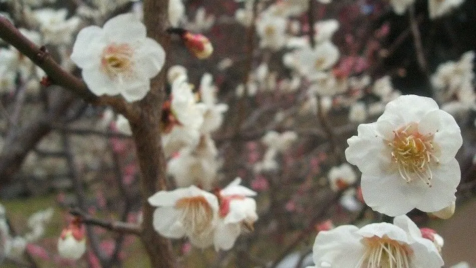 Itoya Inn, Associated with Toson Shimazaki