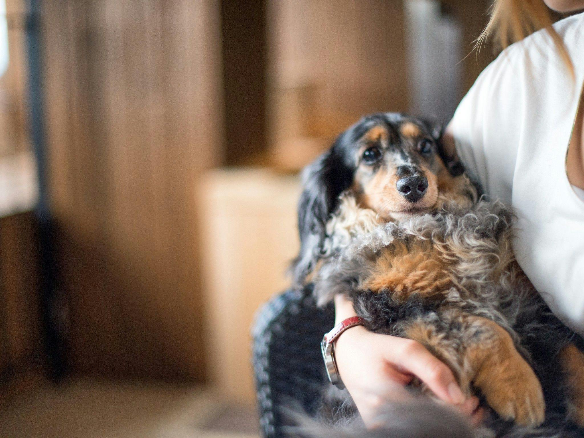 愛犬と滞在イメージ