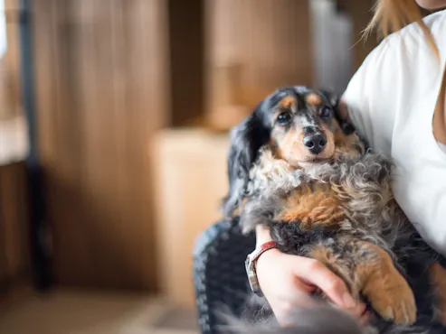 愛犬と滞在イメージ