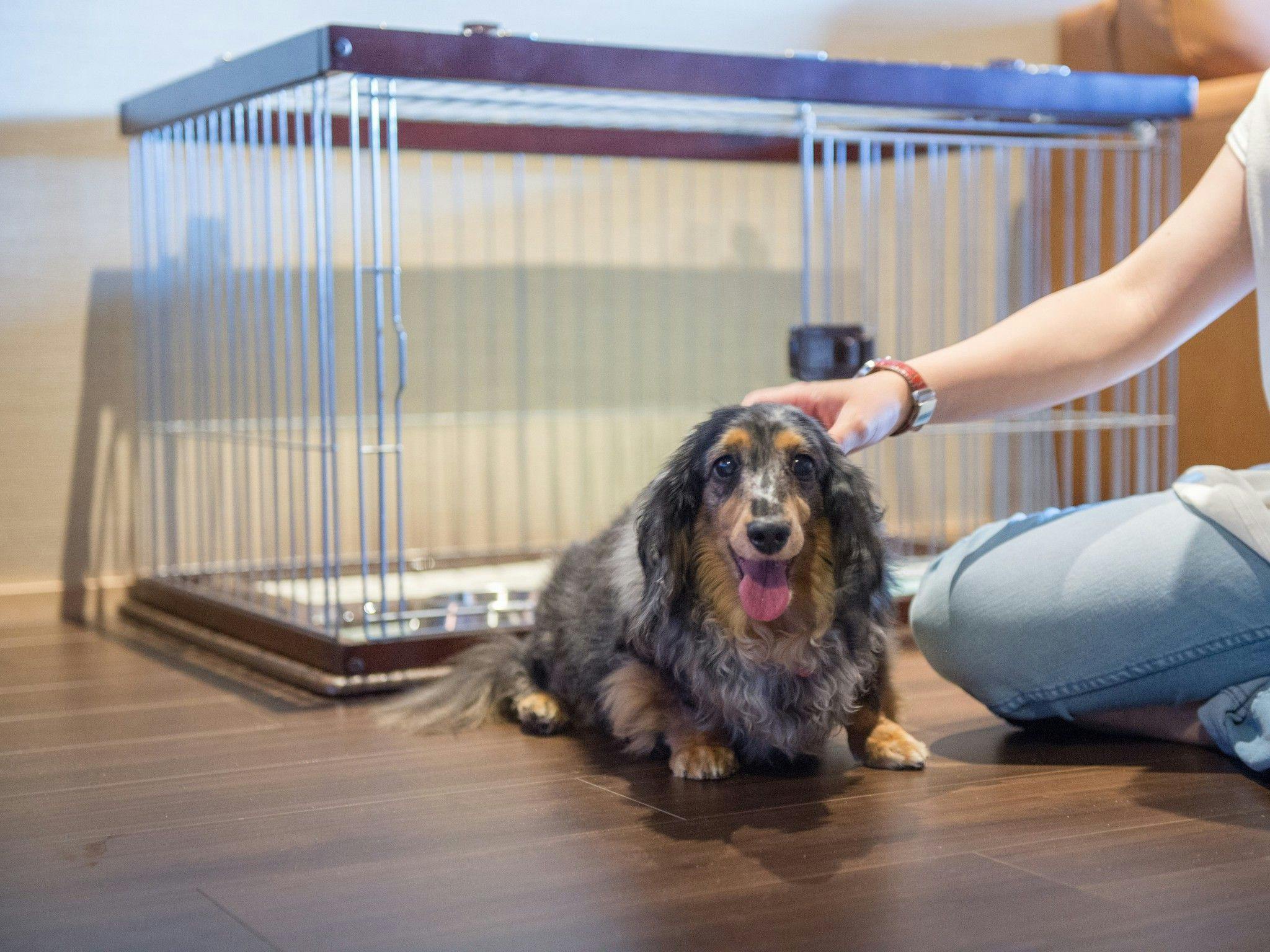 Imej penginapan bersama anjing kesayangan