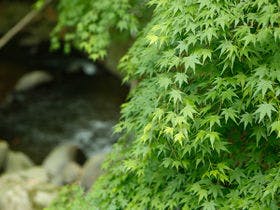 万葉の里 白雲荘　