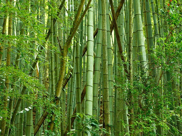 万葉の里 白雲荘