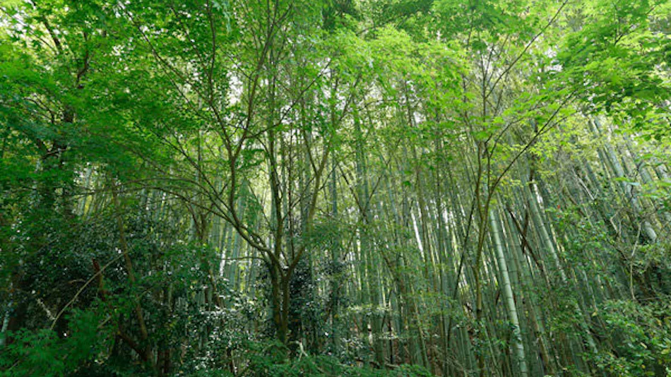 Manyo no Sato Hakuunsou