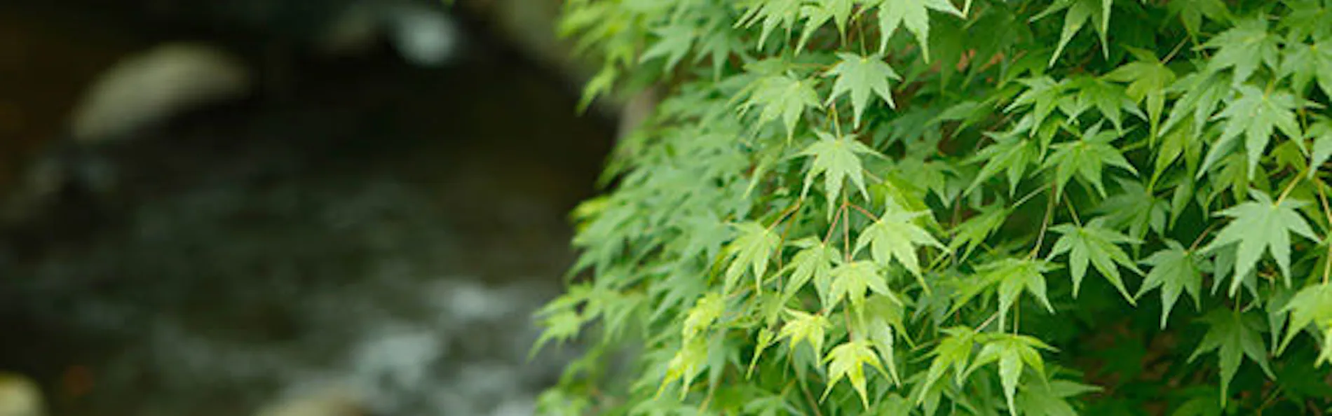 万葉の里 白雲荘