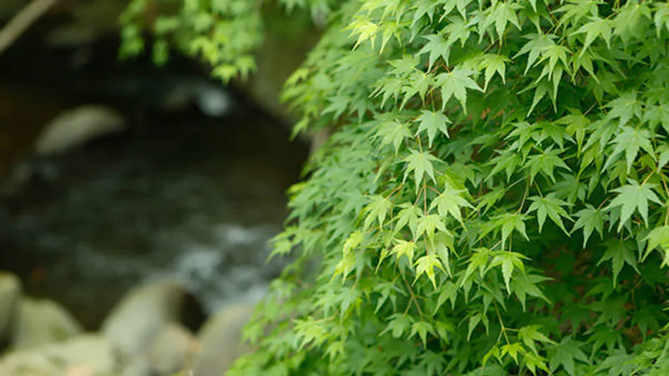 Manyo no Sato Hakuunsou