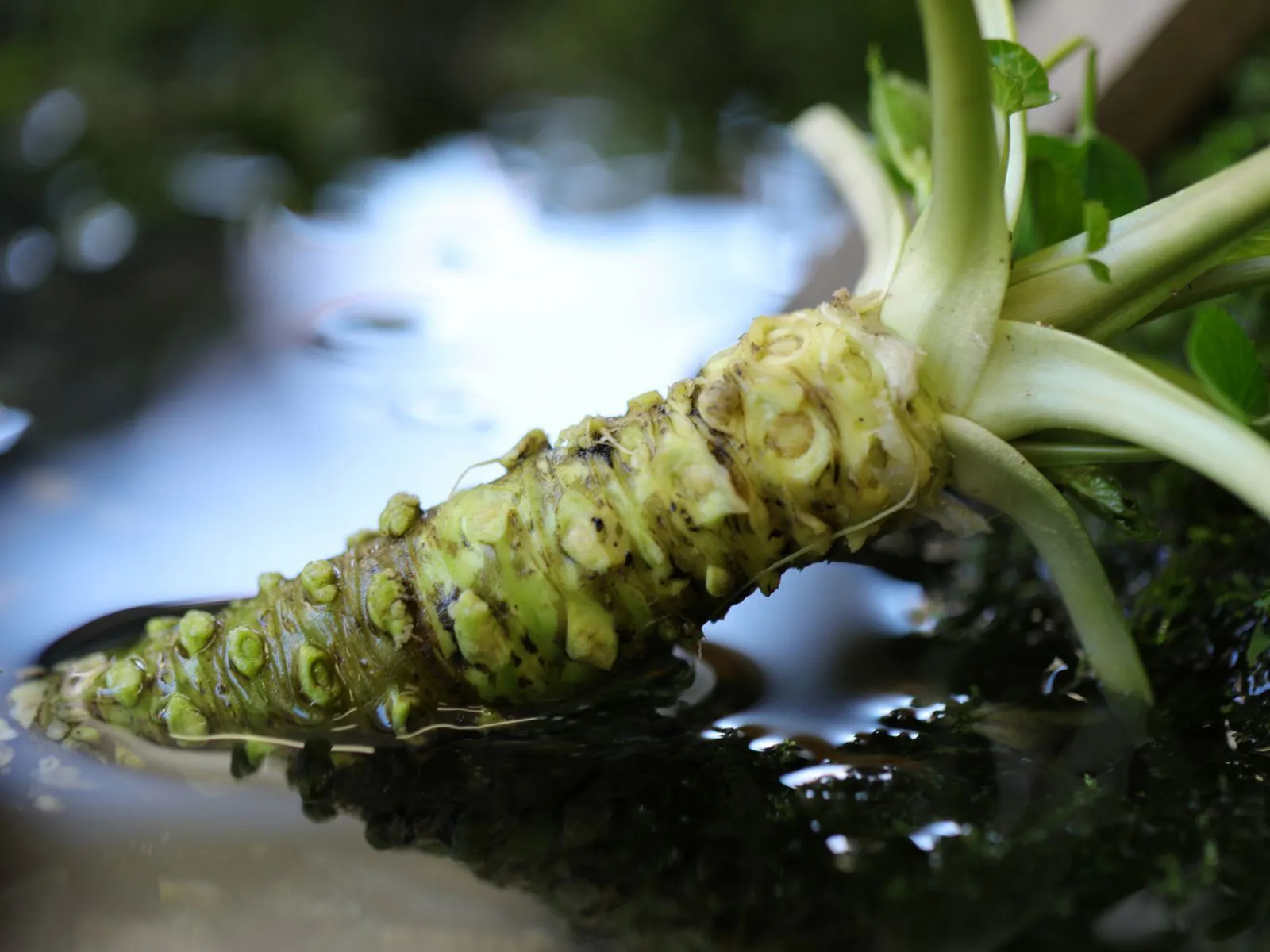 わさび狩り体験