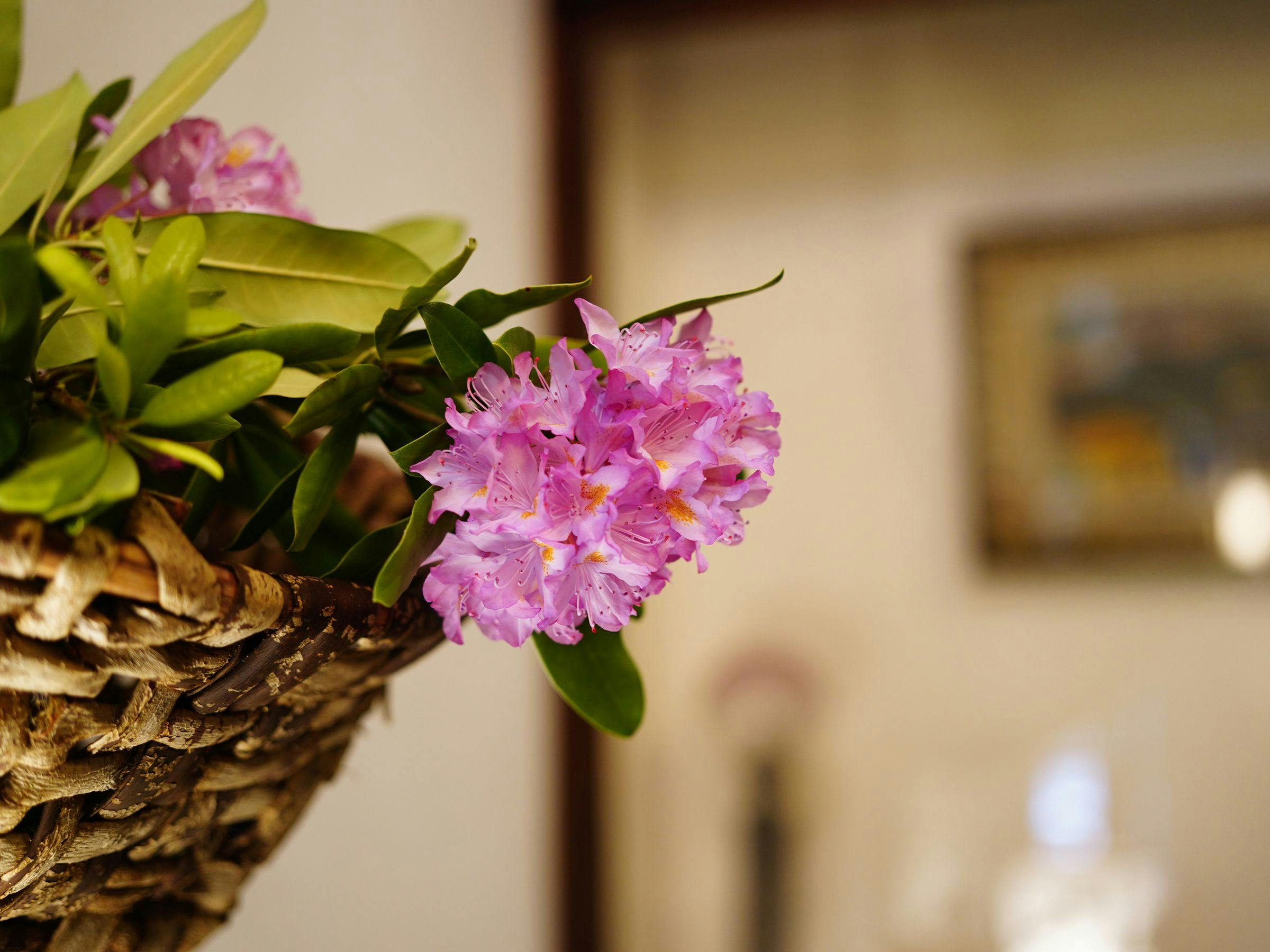 浅間温泉 菊之湯