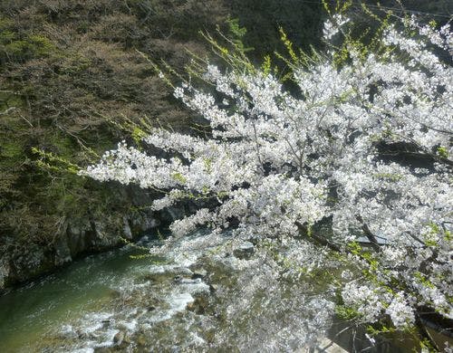 五百川と桜2