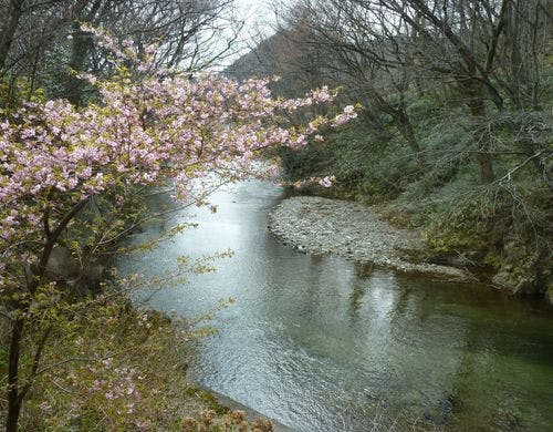 五百川と八重桜