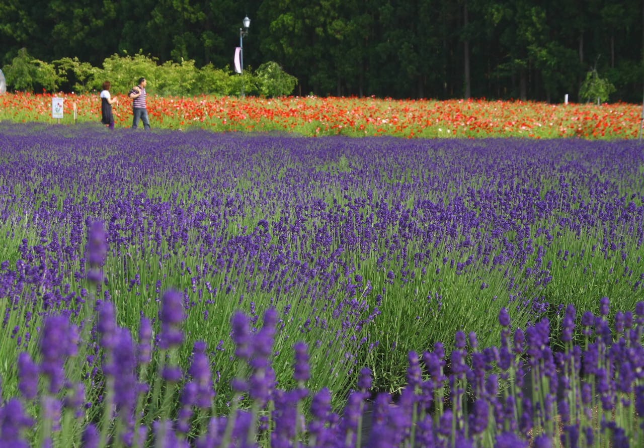 リゾート内にあるハーブ園